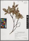 Foto von Salix phylicifolia L.